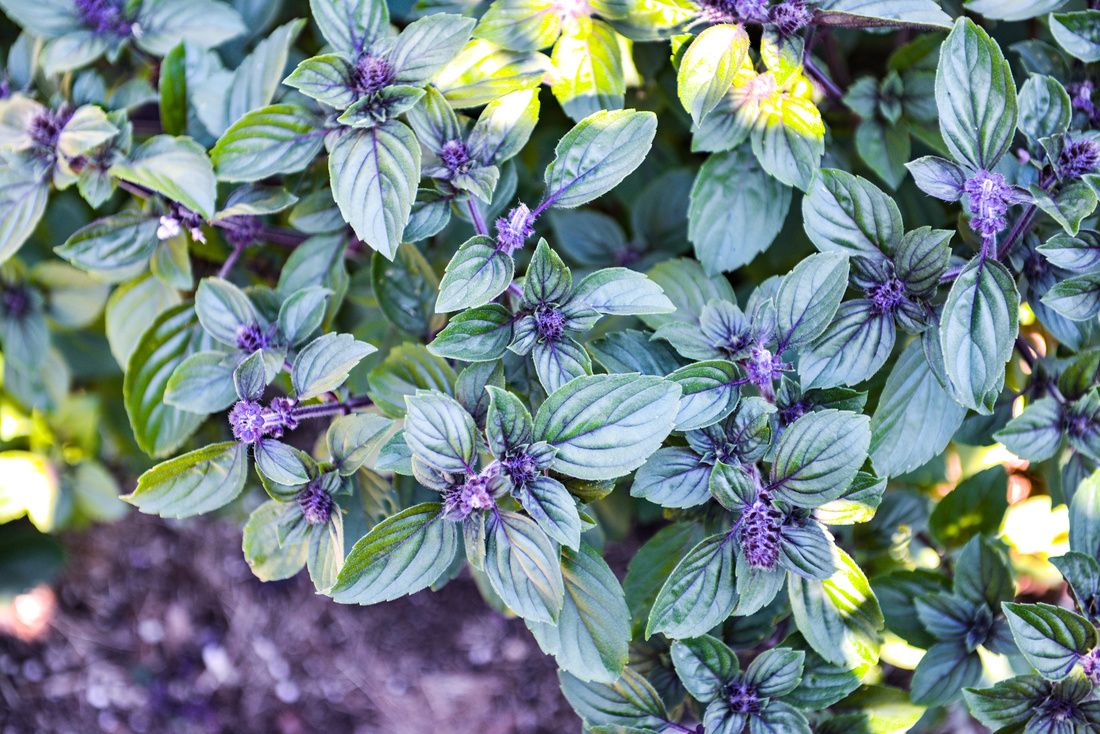 AFRICAN BLUE BASIL PURPLE MOUNTAIN BASIL-1