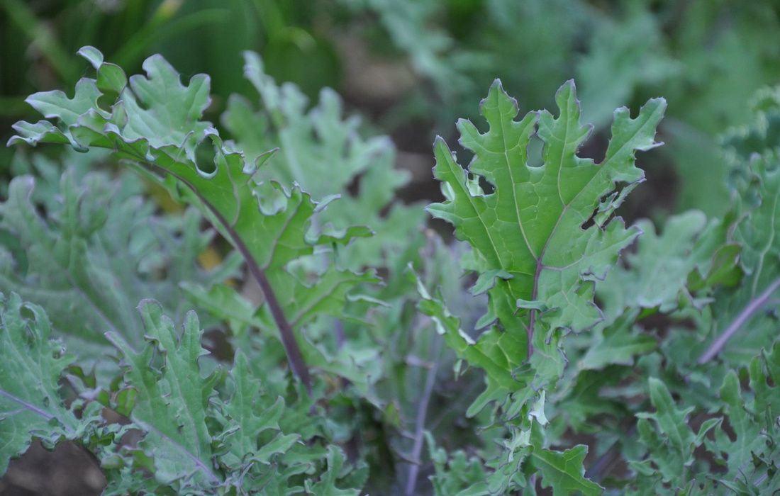 Mediterranean kale