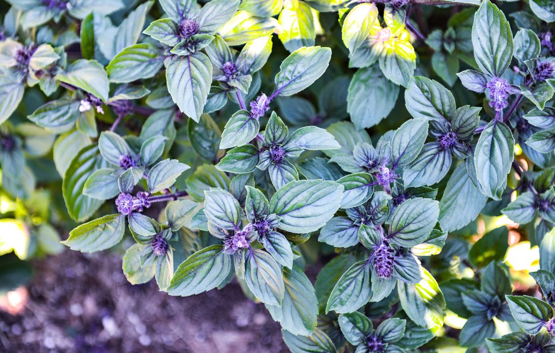 AFRICAN BLUE BASIL PURPLE MOUNTAIN BASIL-1