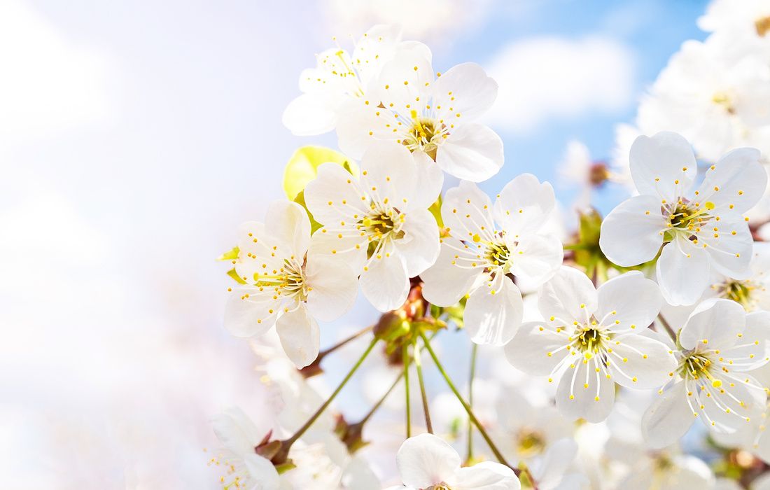 CHERRY BLOSSOMS-MAGNESIUM-2