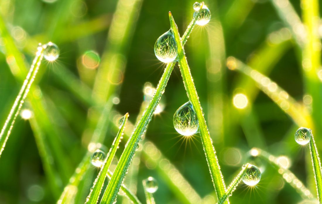 DEWDROPS ON GRASS