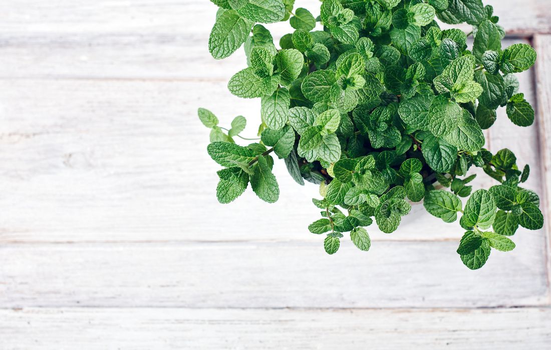 FRESH GARDEN MINT-1