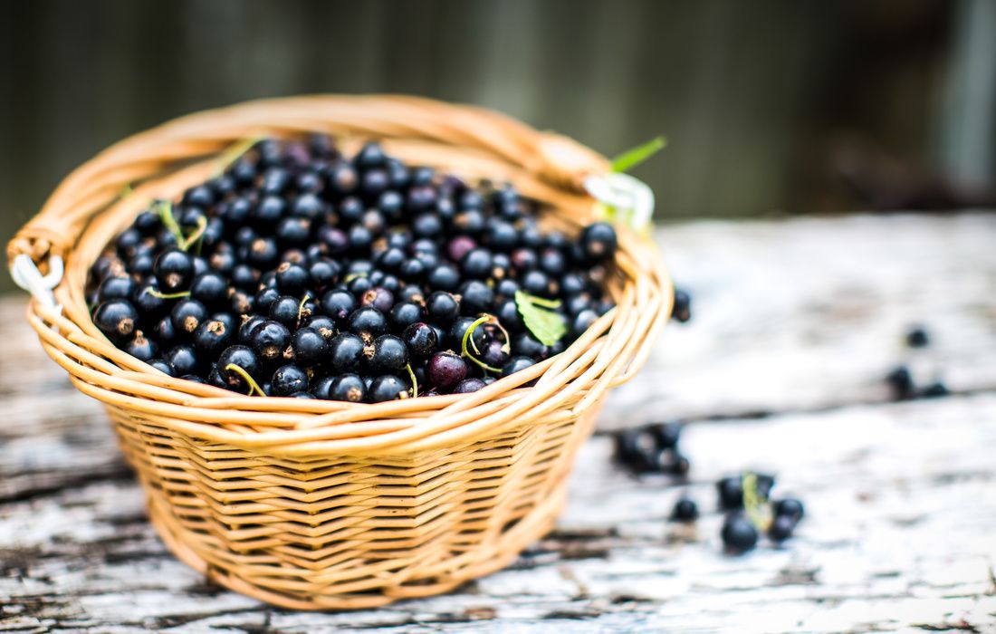 FRESH ORGANIC BLACK CURRANTS-11