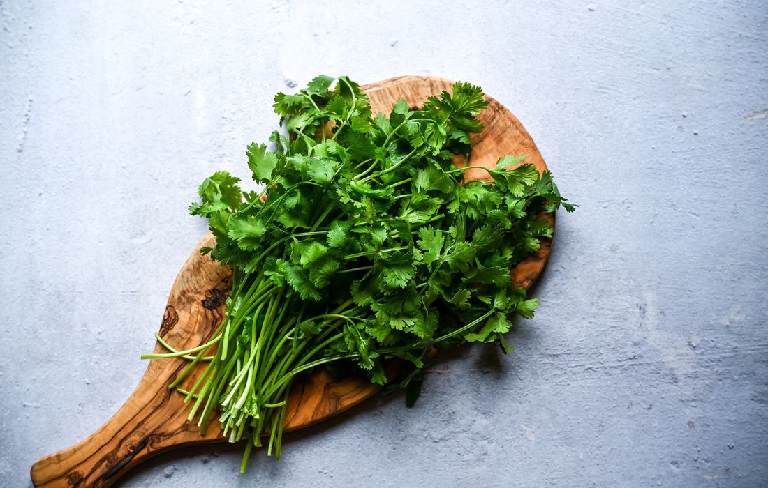 FRESH ORGANIC CILANTRO CORIANDER LEAVES-1