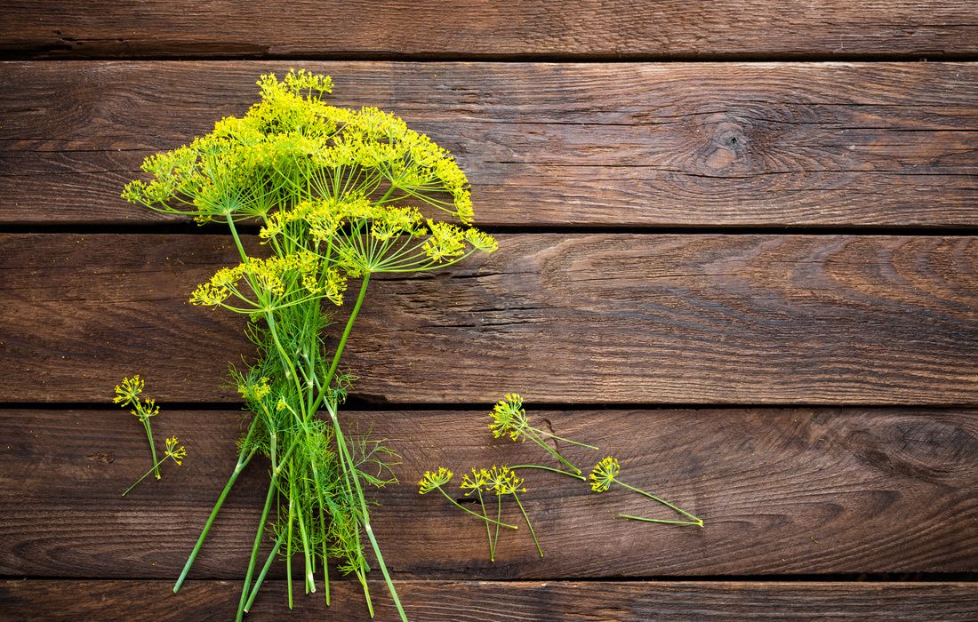 FRESH ORGANIC FLOWERING DILL-1