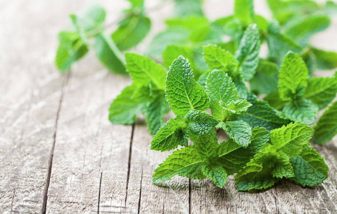 ORGANIC FRESH SPEARMINT LEAVES-1