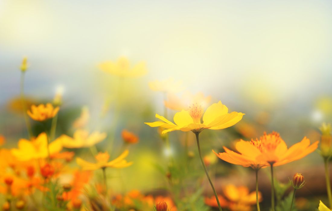 YELLOW FLOWERS