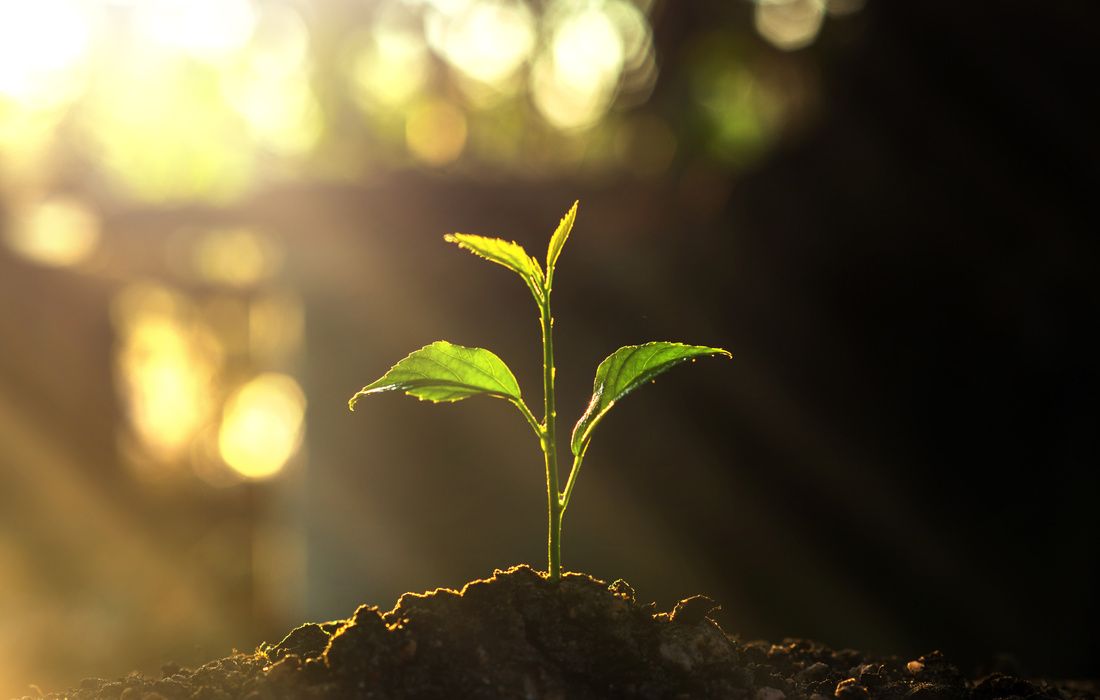 new growth 12 gifts of health