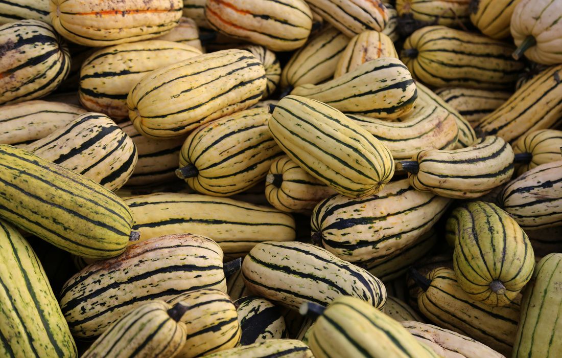 organic delicata squash-2