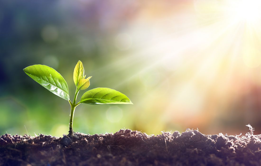 seedling growing in soil sunburst