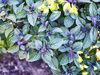 AFRICAN BLUE BASIL PURPLE MOUNTAIN BASIL-1