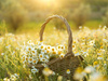 CHAMOMILE FLOWERS FIELD SUNSET-1