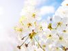 CHERRY BLOSSOMS-MAGNESIUM-2