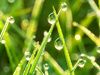 DEWDROPS ON GRASS