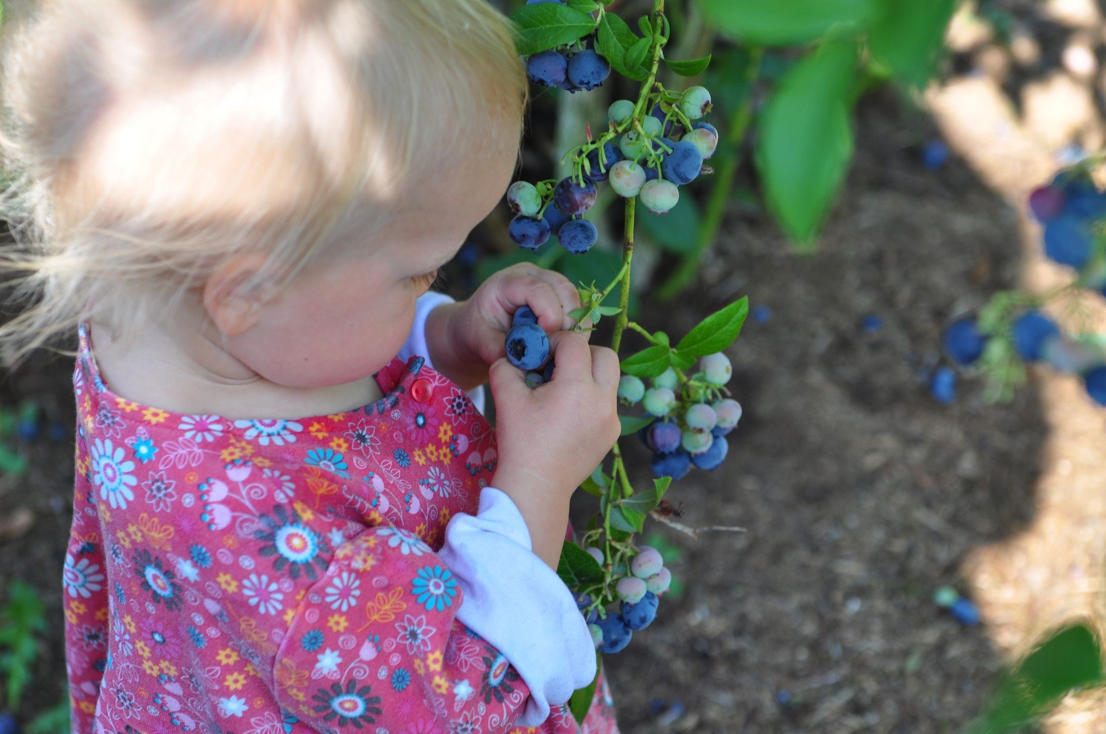 picking blueberries 2012