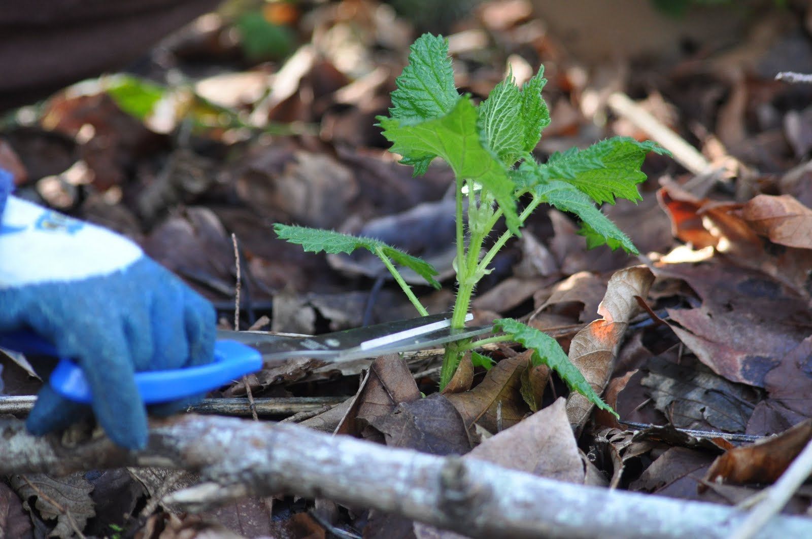 DNR: DNR Kids Learning & Activities: Stinging Nettles