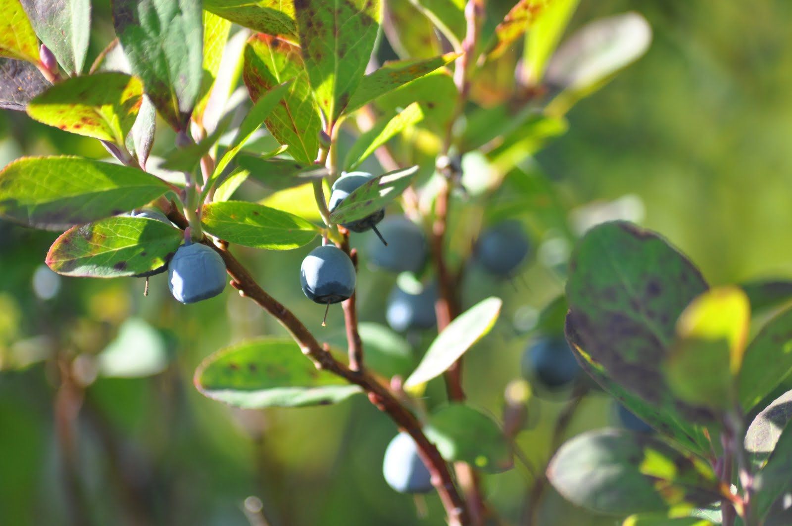 Super Antioxidant Smoothie | Nourishing Meals®