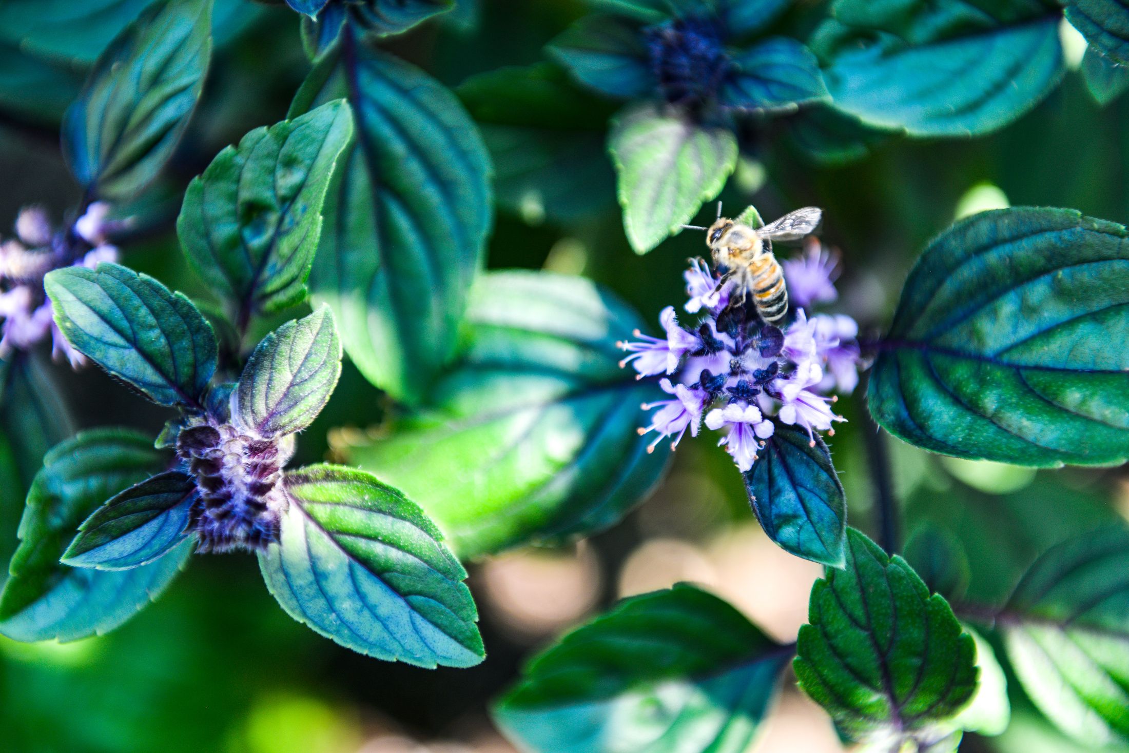 AFRICAN BLUE BASIL PURPLE MOUNTAIN BASIL FLOWERS BEES-3