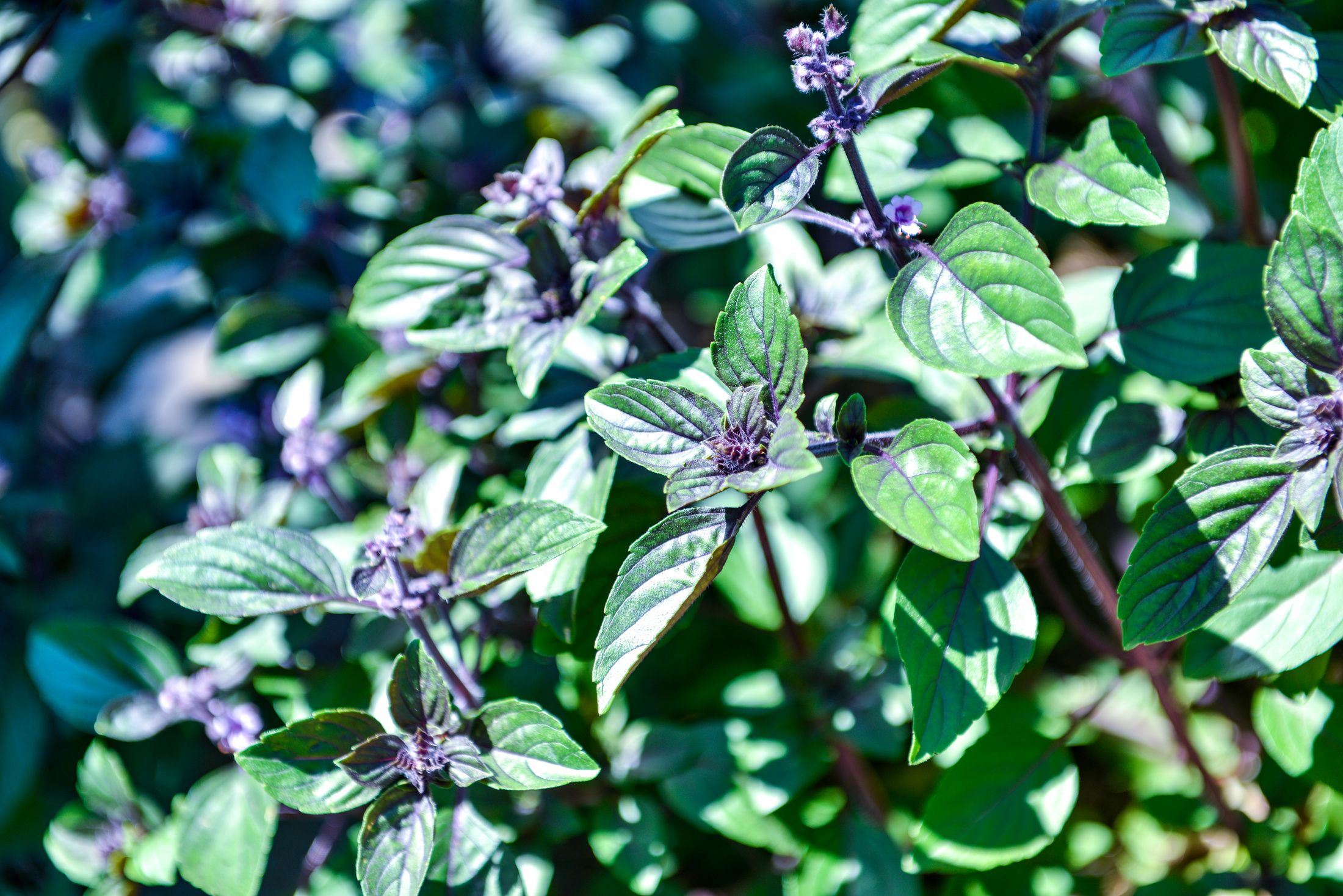 AFRICAN BLUE BASIL PURPLE MOUNTAIN BASIL RAW CHUTNEY-2