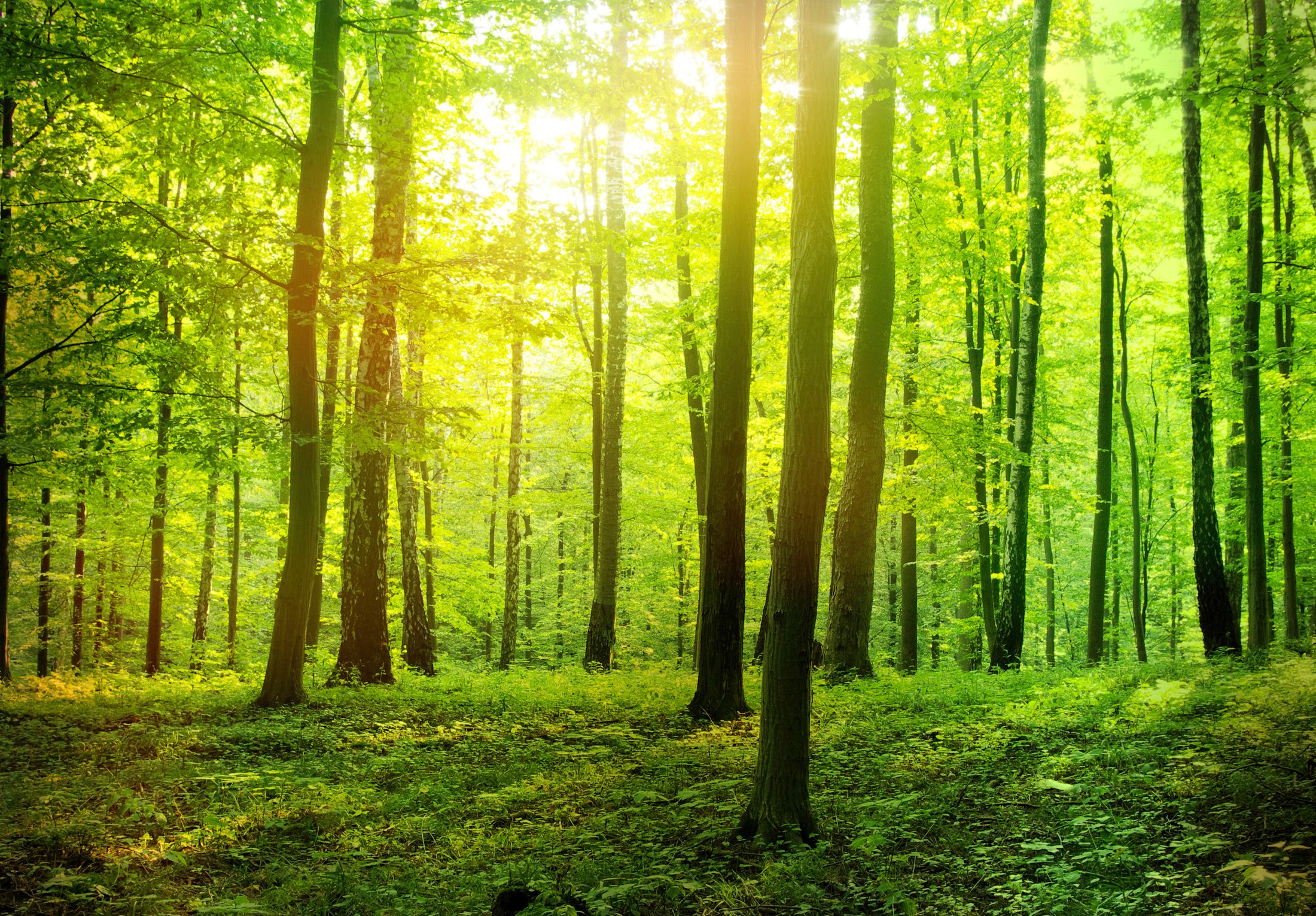 LIGHT IN THE FOREST - REMOVE WHAT DULLS YOUR LIGHT-1