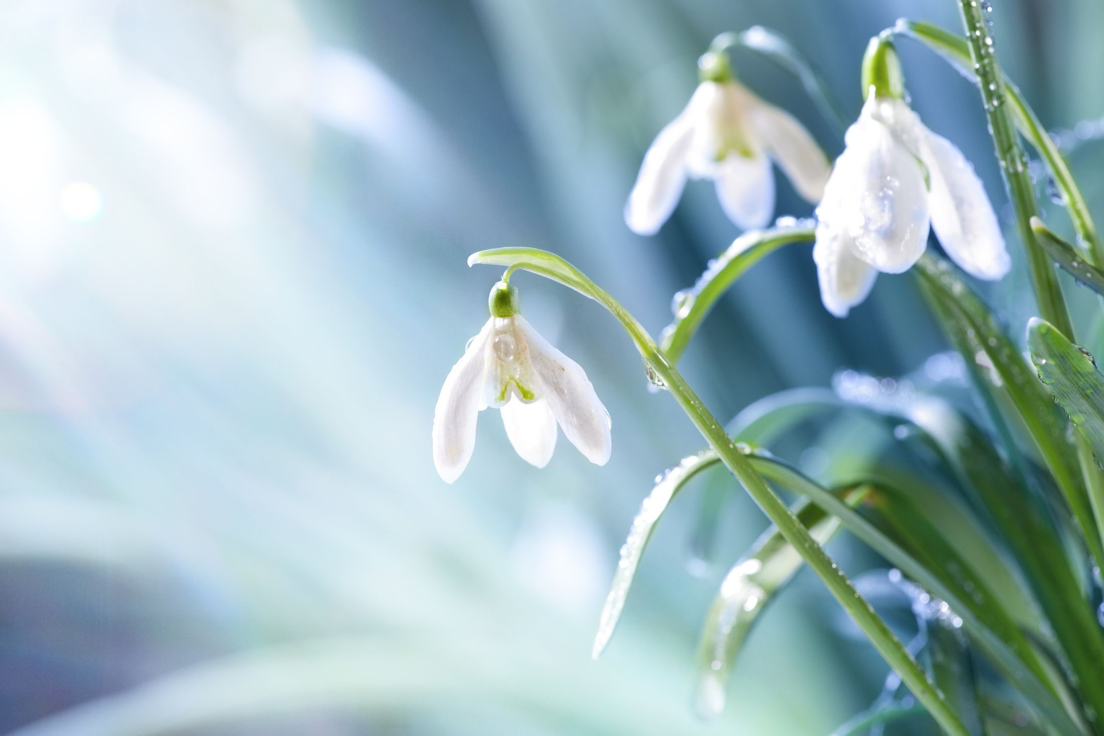SNOWDROP FLOWERS DEWDROPS-1