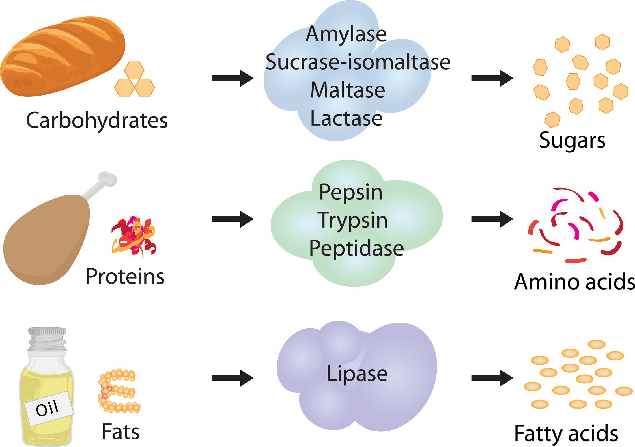 DIGESTIVE ENZYMES-2