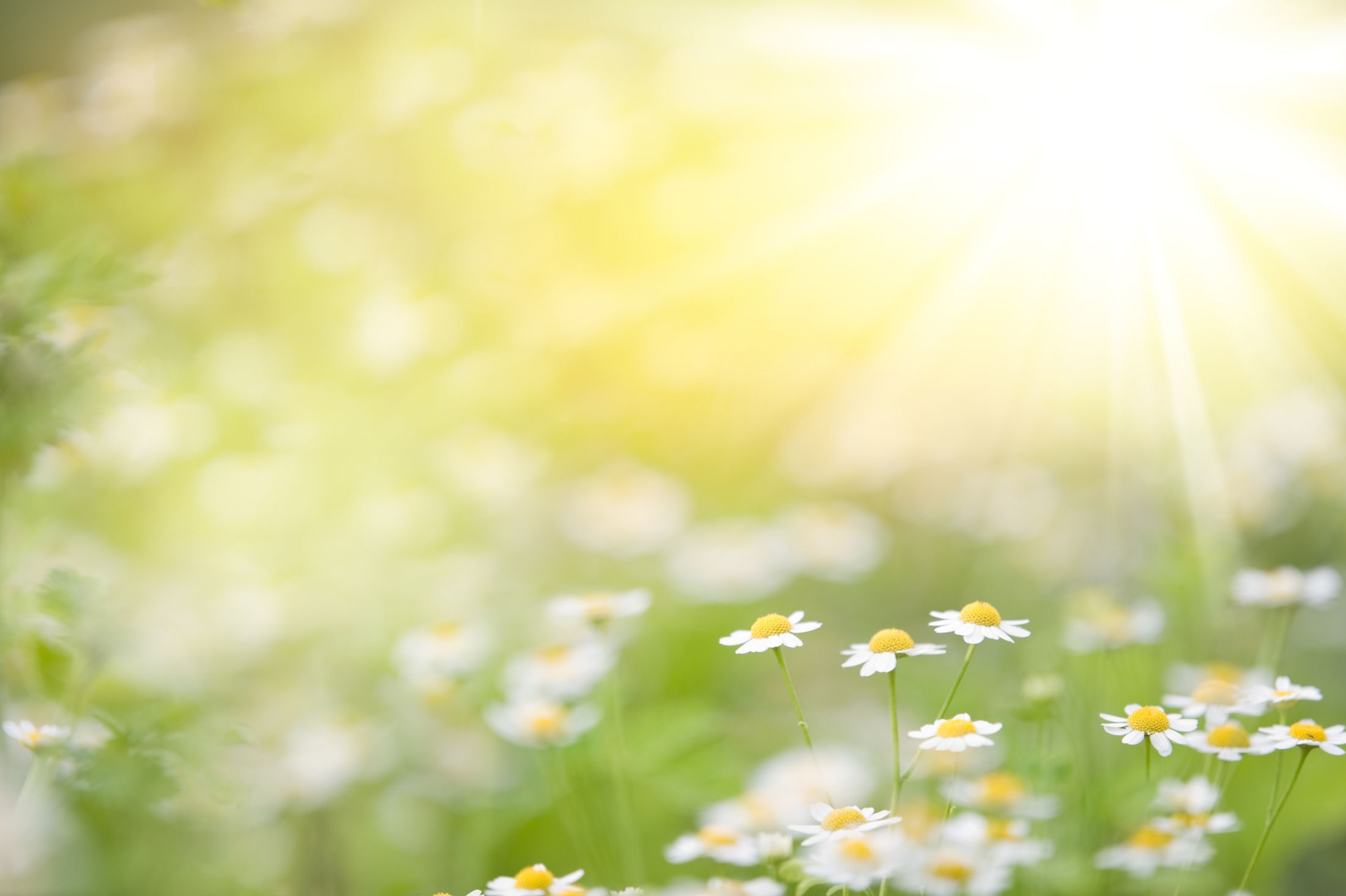 CHAMOMILE FIELD