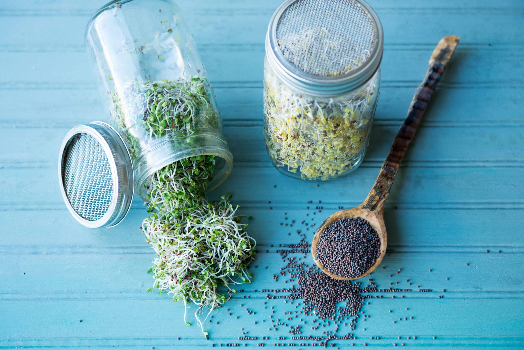 How to Make Fresh Broccoli Sprouts