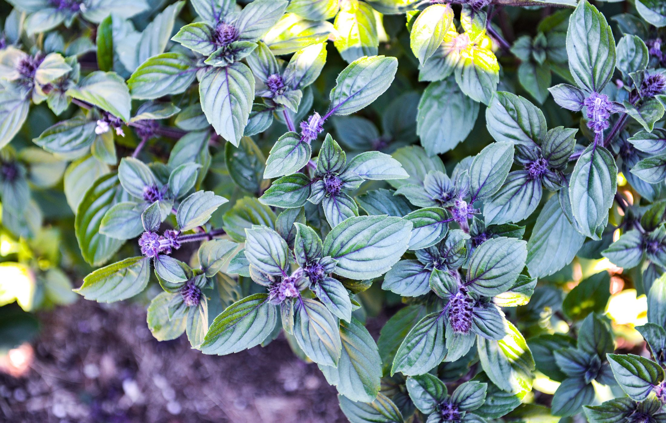 AFRICAN BLUE BASIL PURPLE MOUNTAIN BASIL-1