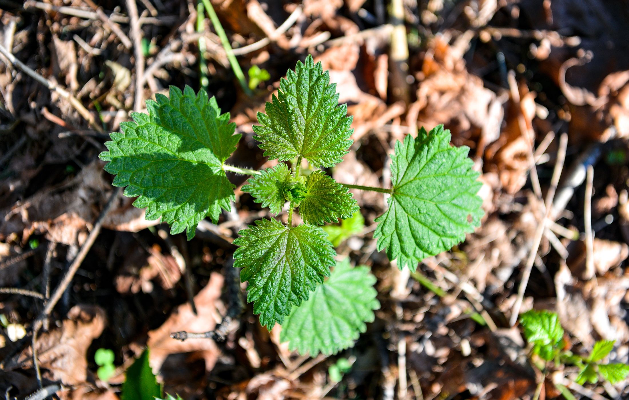 FRESH NETTLES GROWING-1