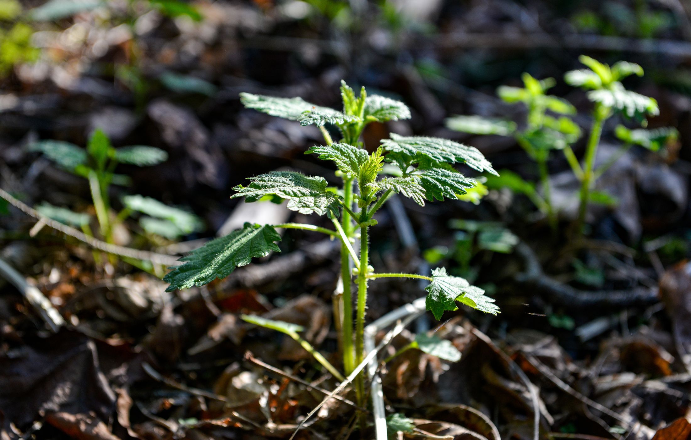 FRESH NETTLES GROWING-2