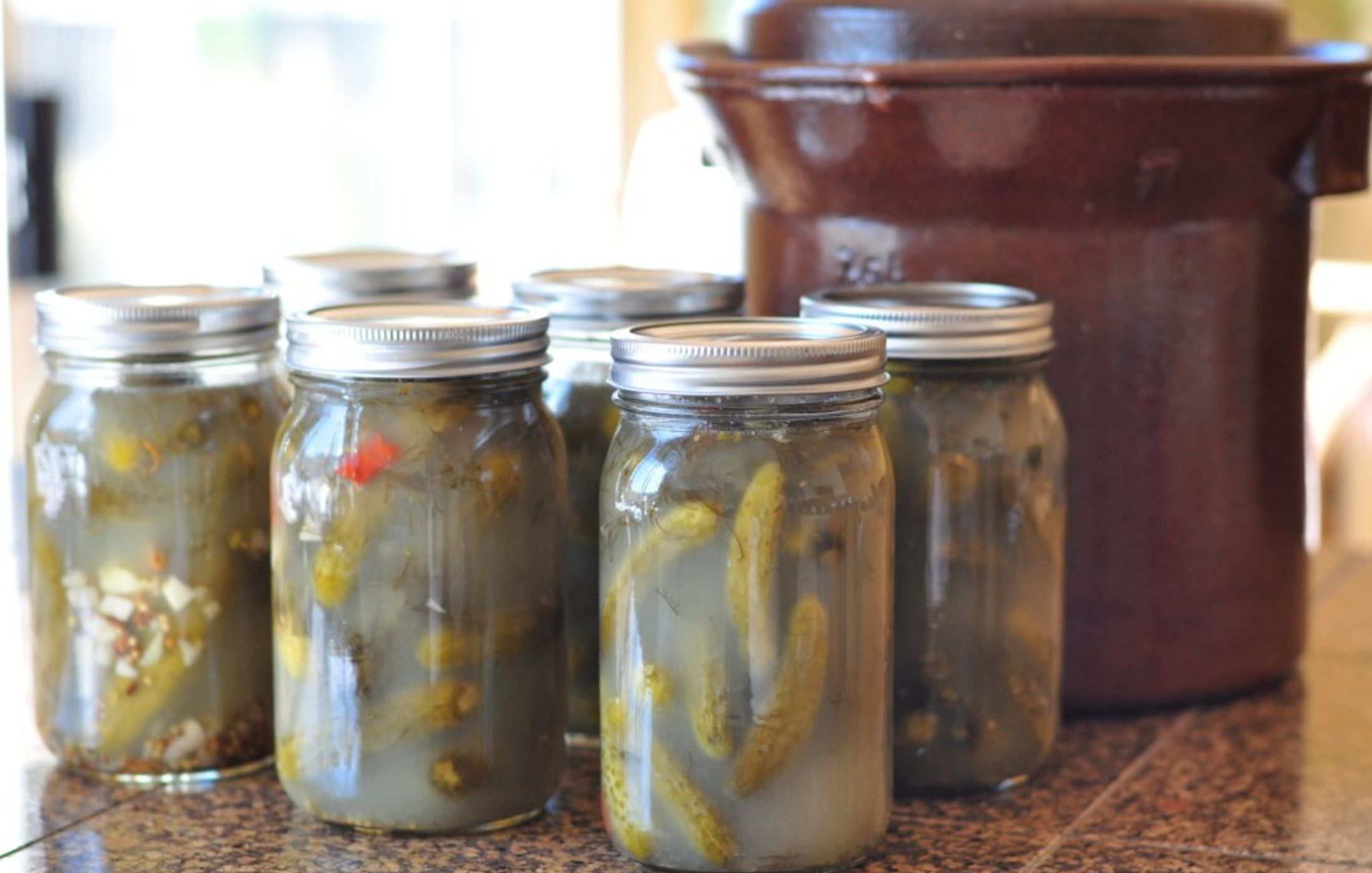 Dill Pickles-fermenting