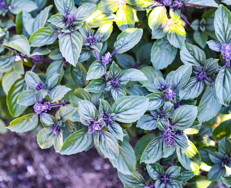 AFRICAN BLUE BASIL PURPLE MOUNTAIN BASIL-1