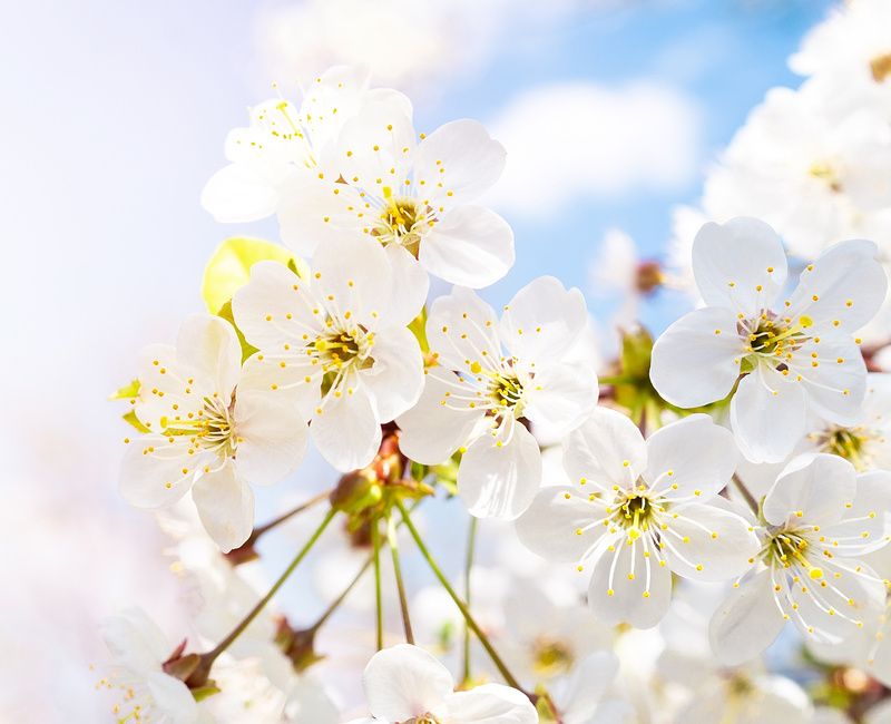 CHERRY BLOSSOMS-MAGNESIUM-2
