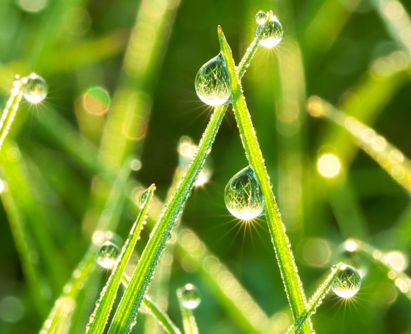 DEWDROPS ON GRASS