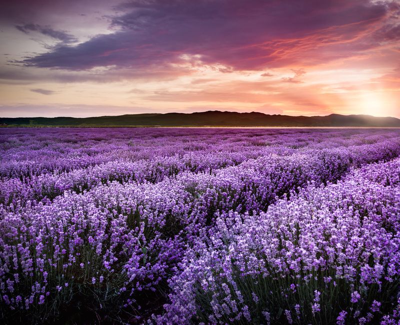 LAVENDER FIELDS SUNSET-1