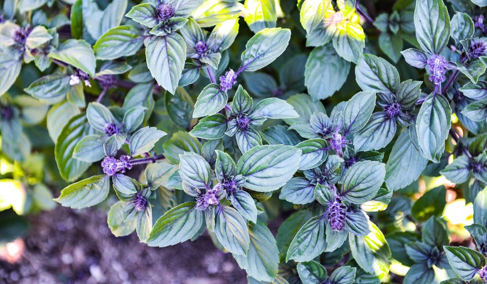 AFRICAN BLUE BASIL PURPLE MOUNTAIN BASIL-1
