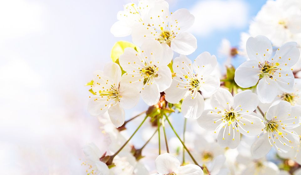 CHERRY BLOSSOMS-MAGNESIUM-2