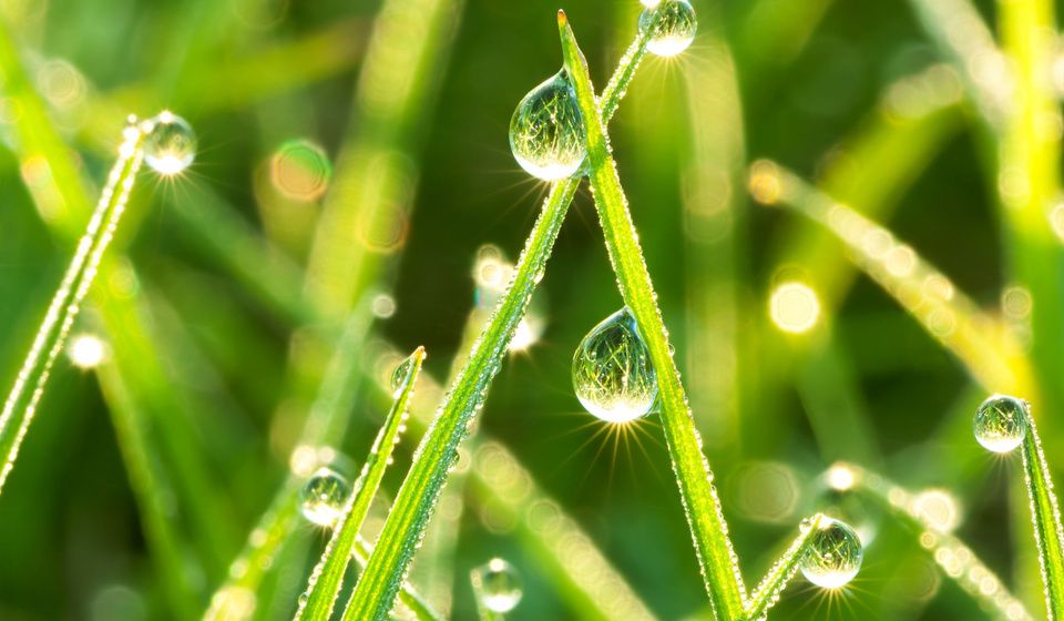 DEWDROPS ON GRASS