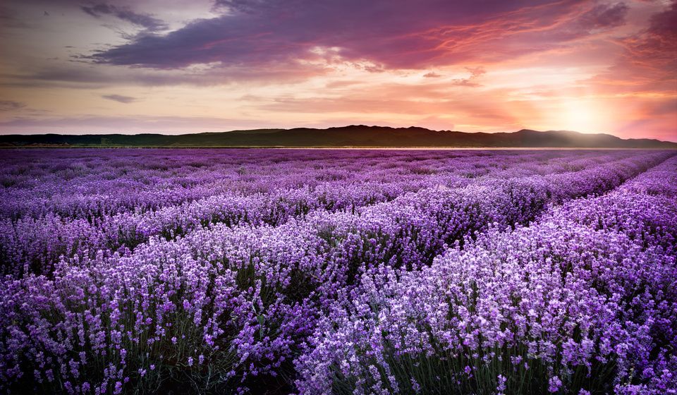 LAVENDER FIELDS SUNSET-1